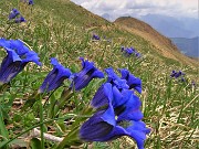 30 Diffusa fioritura di Gentiana acaulis (Genziana di Koch)  